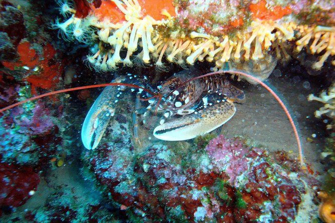 Diving day tour with 2 dives - First session, then a proper surface break