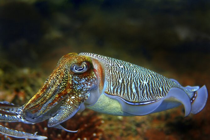 Diving day tour with 2 dives - The second session rewards good pacing
