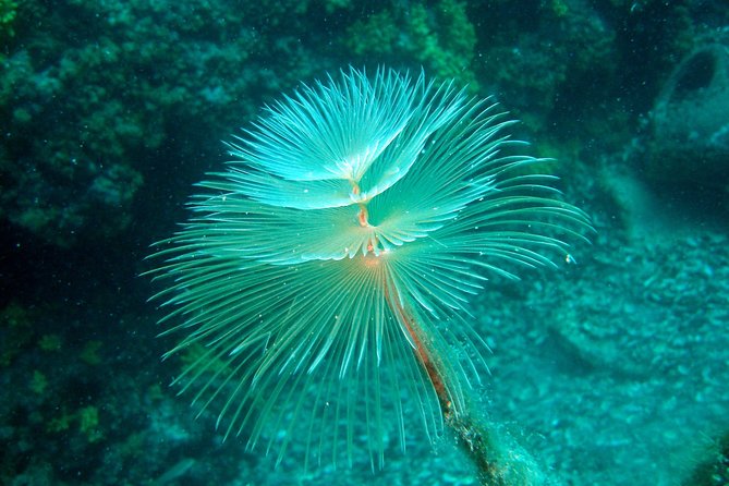 Diving day tour with 2 dives - The boat briefing sets the tone