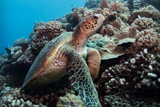 Diving day - What the first underwater session may reveal