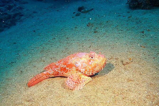 Diving experience in Polignano a Mare with certification - What the $95.53 price gives you