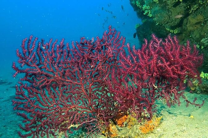 Diving experience in Polignano a Mare with certification - Who will get the most from this outing