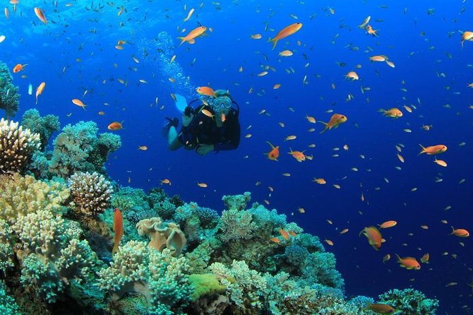 Diving (For Beginner diver) - Pattaya - The 8 a.m. start and shared hotel pickup