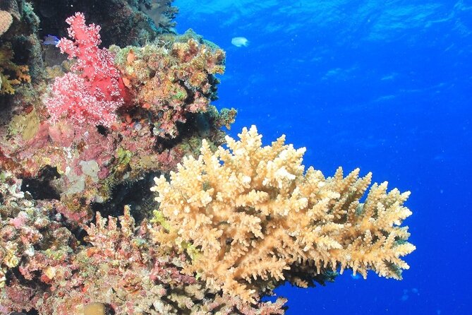 Diving for Beginner Two Dives Boat Trip with transfer in Hurghada - Coral, fish, and realistic expectations