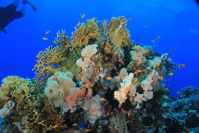 Diving for Beginner Two Dives Boat Trip with transfer in Hurghada - What the customer feedback suggests about the day