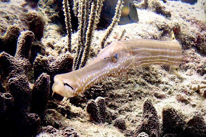 Diving for Certified Divers, 2 Tanks Sosúa Bay - The second site and the value of a flexible plan