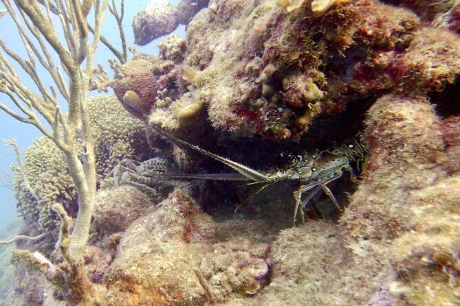 Diving for Certified Divers, 2 Tanks Sosúa Bay - Equipment, safety, and certification rules