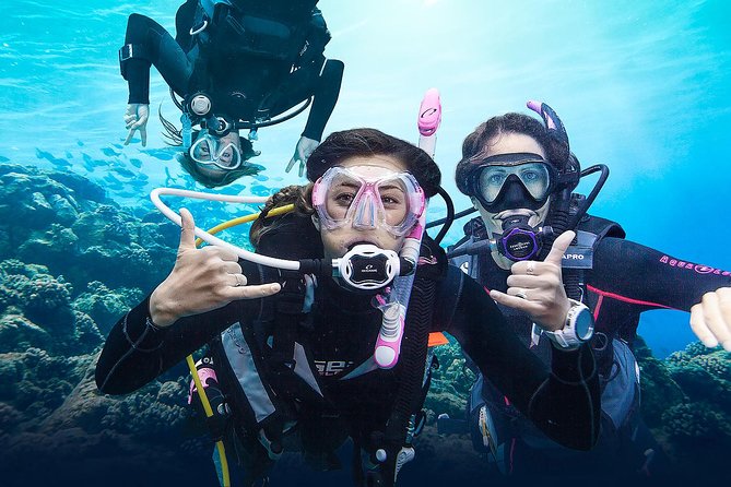 Diving for Certified Divers, 2 Tanks Sosúa Bay - Boarding Elena with Captain Domingo