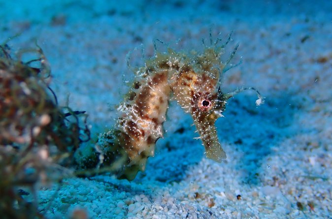 Diving for licensed divers - Guides and the feel of the operation
