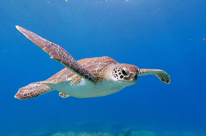 Diving for licensed divers - Is $132.45 fair for two descents?