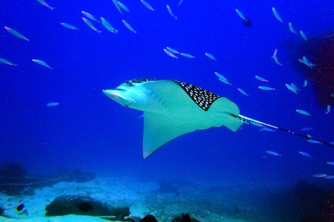 Diving in Cancun for Certified Divers | 2 Dives | All Inclusive - MUSA gives the first underwater stop real character