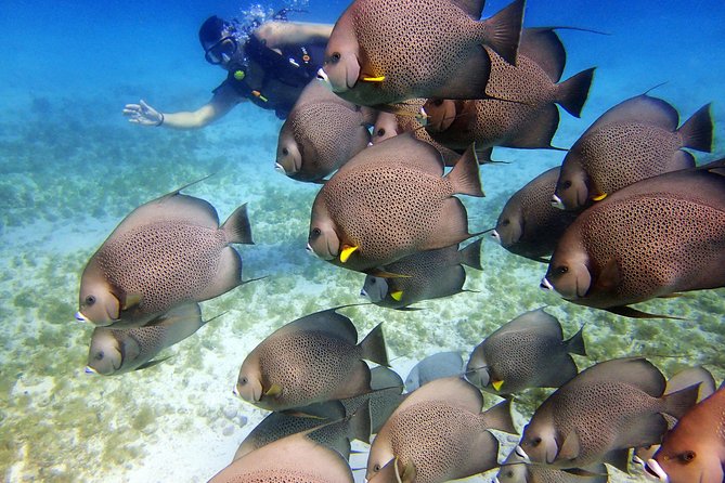 Diving in Cancun for Certified Divers | 2 Dives | All Inclusive - Equipment, boat, and what is included