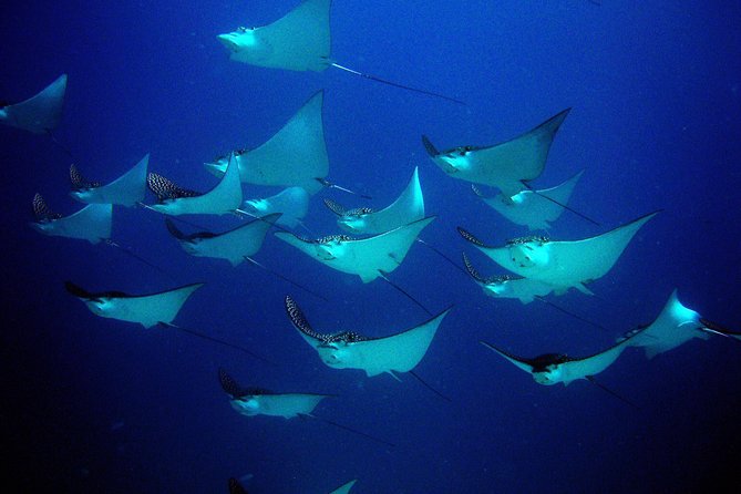 Diving in Cancun for Certified Divers | 2 Dives | All Inclusive - Who gets the best value from this outing