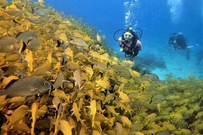 Diving in Cancun Underwater Museum of Art - First underwater stop: the Cancun Underwater Museum