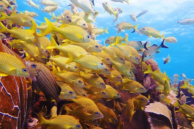Diving in Cancun Underwater Museum of Art - Certification, health, and flight timing