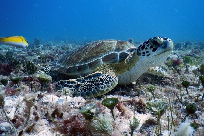 Diving in Cancun Underwater Museum of Art - The 8:00 am start from Playa del Carmen