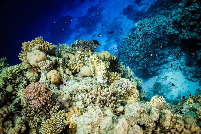 Diving in Hurghada for Beginners With Lunch and Transfer - Lunch, soft drinks, and a second chance at sea