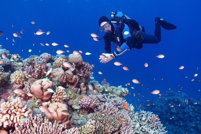 Diving in Hurghada for Beginners With Lunch and Transfer - What the crew adds to the experience