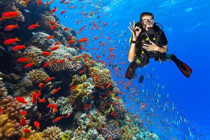 Diving in Hurghada for Beginners With Lunch and Transfer - Who should book this Hurghada outing?