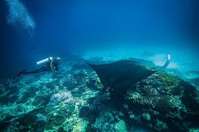 Diving in Nusa Penida - Two ocean sites, two different goals