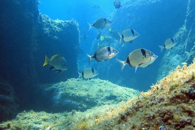Diving in the Calanque Saint-Barthélemy - Why Saint-Barthélemy is a fine place to start
