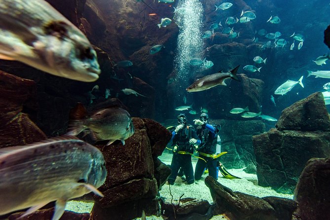 Diving in the Madeira Aquarium - Entering the 6-meter main tank