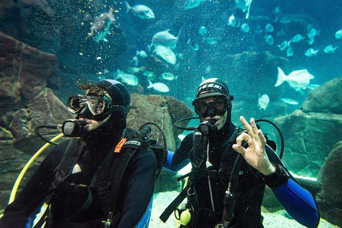 Diving in the Madeira Aquarium - Practical planning for Porto Moniz