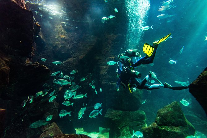 Diving in the Madeira Aquarium - What happens at the Cachalote natural pools