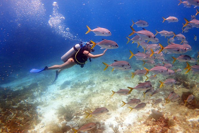 Diving in the Mexican Caribbean for Beginners | 2 Tanks 2 Dives | All Inclusive - Why MUSA makes this more than a standard beginner outing