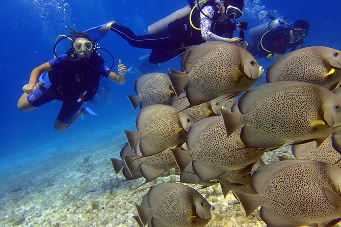 Diving in the Mexican Caribbean for Beginners | 2 Tanks 2 Dives | All Inclusive - First session: 35 minutes among 400 sculptures