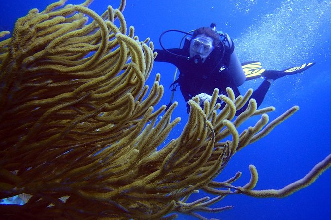 Diving in the Mexican Caribbean for Beginners | 2 Tanks 2 Dives | All Inclusive - Second session: a natural reef and Caribbean marine life
