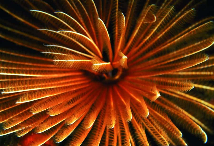 Diving in the North with Blue World Adventures - The Open-Water Session and Marine Life
