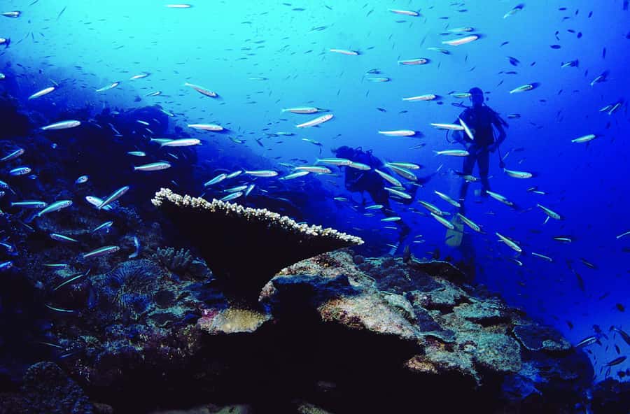 Diving in the North with Blue World Adventures - The Instructors and the Human Side of the Activity