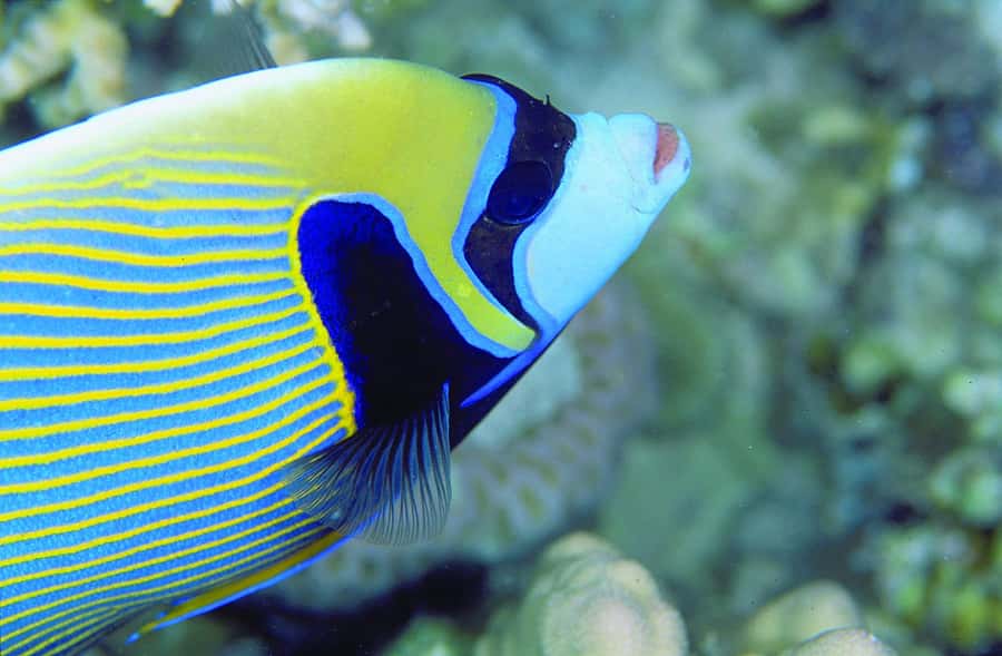 Diving in the North with Blue World Adventures - Timing, Meeting Point, and Practical Planning