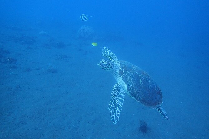 Diving in Tulamben - Is the $87 price good value?