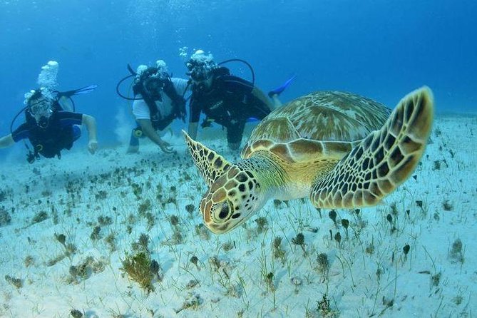 Diving + Muse - Fitness, equipment, and personal limits