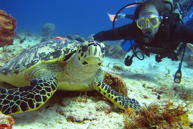 Diving + Muse - Why the small group matters
