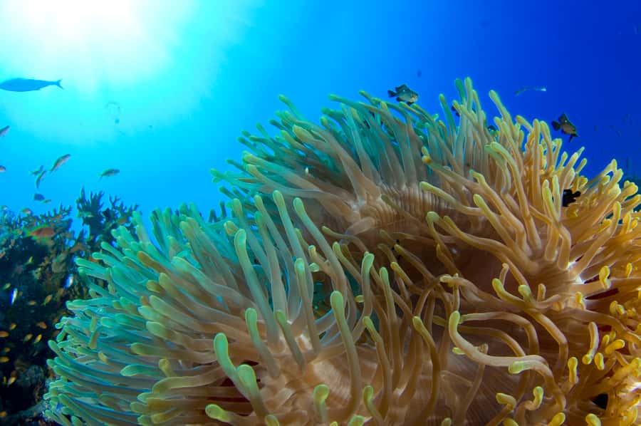 Diving Santa Marta & Tayrona for Certified Divers (2 tanks) - Starting at the marina in Santa Marta