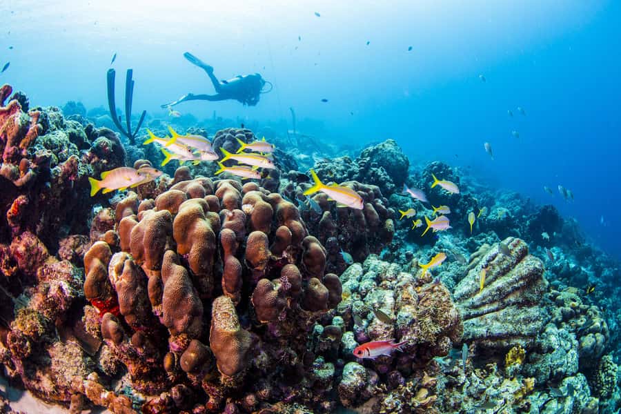 Diving Santa Marta & Tayrona for Certified Divers (2 tanks) - Who should book this Santa Marta excursion?