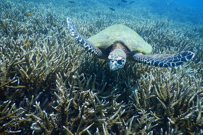 Diving Tour for Certified Divers: Sail Rock or Koh Tao - Key points to know before booking