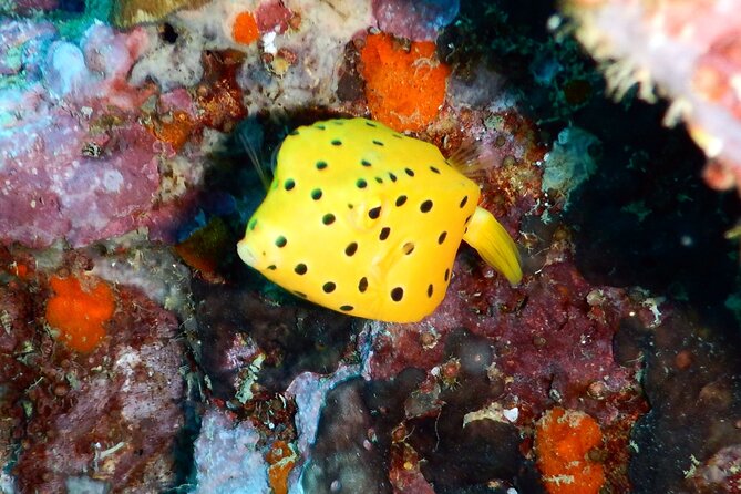 Diving Tour for Certified Divers: Sail Rock or Koh Tao - Koh Samui to the Gulf’s best-known sites