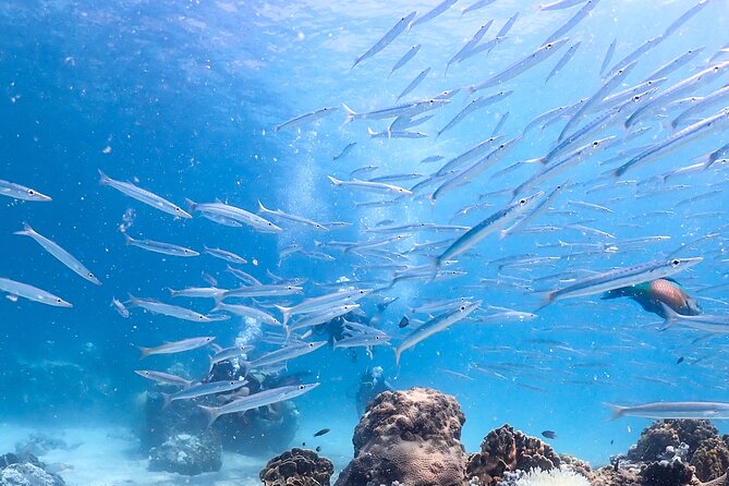 Diving Tour for Certified Divers: Sail Rock or Koh Tao - From hotel pickup to the Silent Divers pier