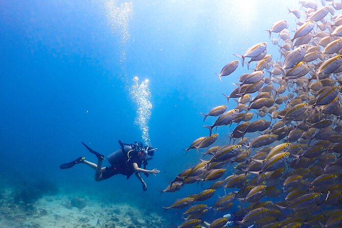 Diving Tour for Certified Divers: Sail Rock or Koh Tao - Equipment, lunch, and what your price covers