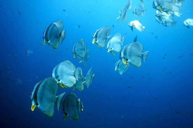 Diving Tour for Certified Divers: Sail Rock or Koh Tao - Who will get the most from this tour
