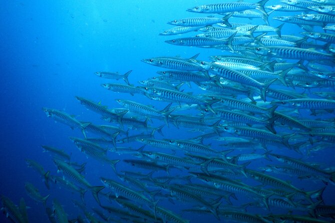 Diving Tour for Certified Divers: Sail Rock or Koh Tao - Booking timing, weather, and cancellation