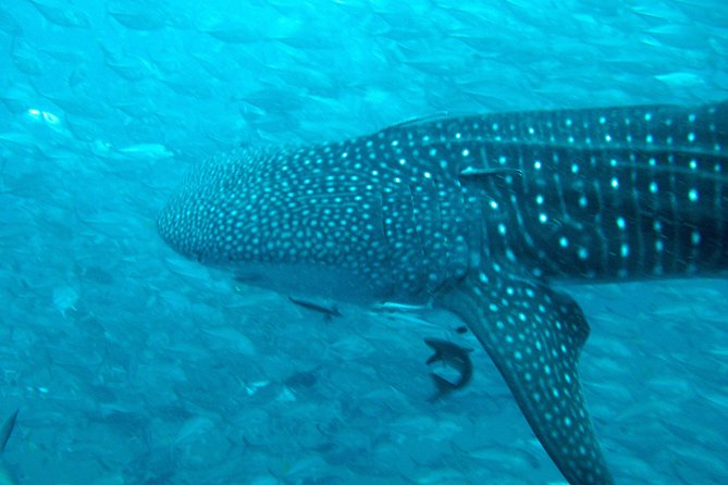Diving Tour for Certified Divers: Sail Rock or Koh Tao - Koh Tao or Sail Rock: choosing your route