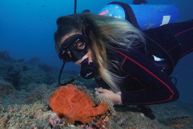Diving tour in Isla del Caño for certified divers - Why Isla del Caño makes a worthwhile underwater day