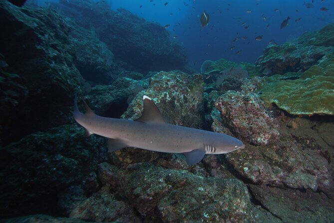Diving tour in Isla del Caño for certified divers - Is $186 a fair price?