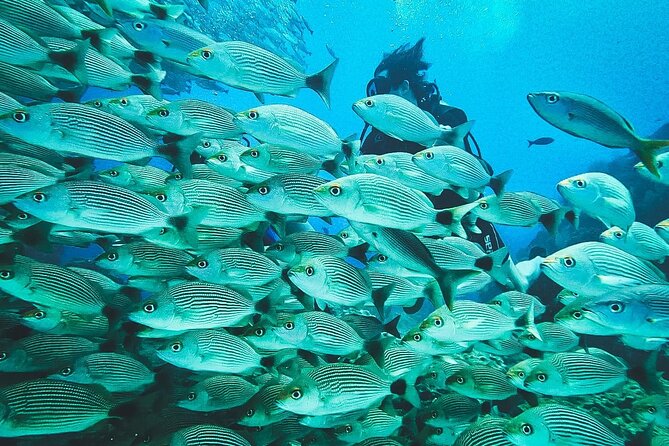 Diving tour in Isla del Caño for certified divers - What the boat ride means for your morning