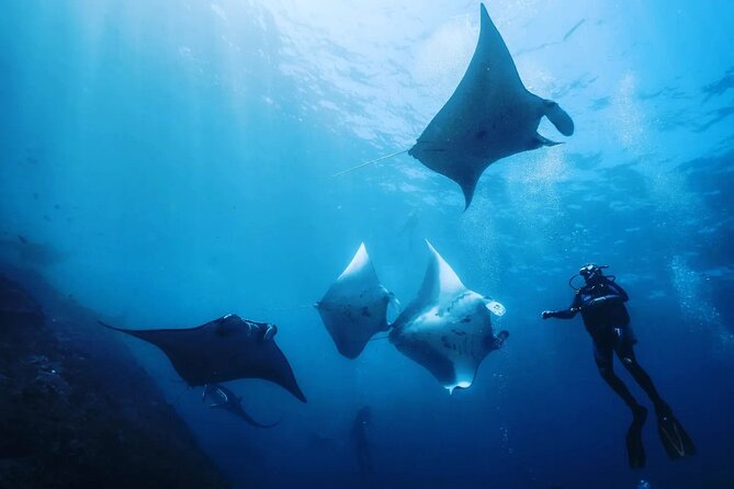 Diving with Manta Ray at Nusa Penida - Key points to know before you book